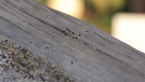 Group-of-tree-red-headed-ants-get-in-and-out-of-tree-nest-while-gathering-food