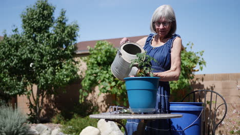 A-beautiful-old-woman-gardener-planting-and-watering-an-organic-tomato-under-a-blue-sky-backyard-vegetable-garden-SLOW-MOTION