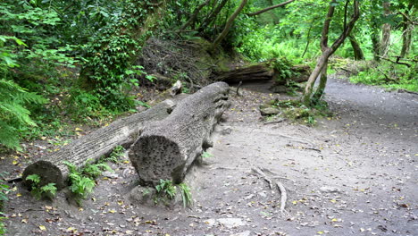 Old-and-new-coins-of-all-sizes-and-nations-hammered-into-a-fallen-wish-tree-in-St-Nectan's-Glen-near-Tintagel-in-northern-Cornwall