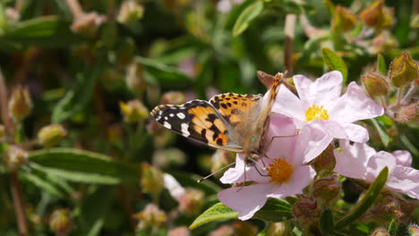 Macro-close-up-of-an-orange-painted-lady-butterfly-feeding-on-nectar-and-pollinating-pink-flowers-in-slow-motion