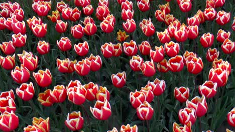 Tilt-down-video-from-Dutch-tulips-in-the-field