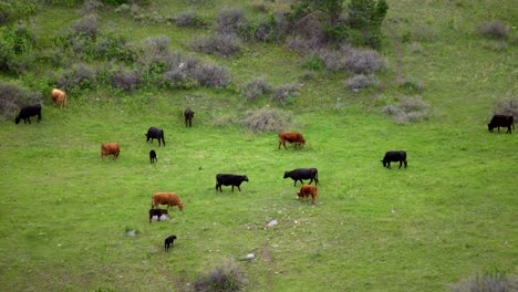 Cattle-grazing-in-green-field