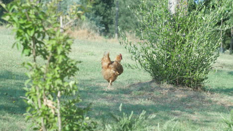 Ein-Goldbraunes-Huhn-In-Einem-Gepflegten-Garten-In-Südeuropa
