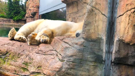 Lazy-fat-white-polar-bear-of-San-Diego-zoo