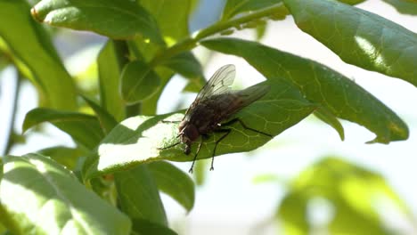 A-fly-sucks-and-eats-on-a-green-leave-in-slow-motion