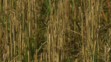Straw-stubble-on-the-meadow
