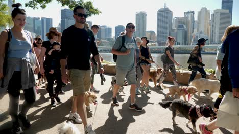 million-paws-walk,-dog-walking-at-southbank,-brisbane-2018---dog-park,-dog-walking-with-owner---people-in-public-area