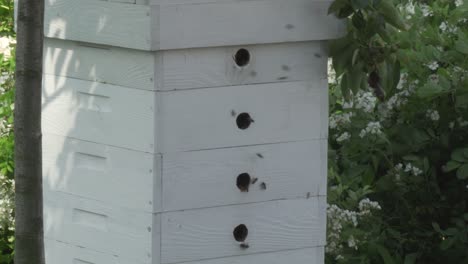 Bees-flying-around-a-beehive-in-a-garden