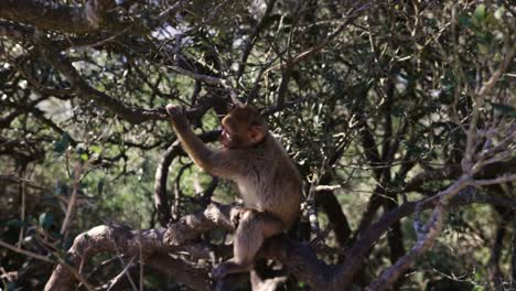 Adult-monkey-scratching-itself-and-running-away-from-the-camera-in-a-tree