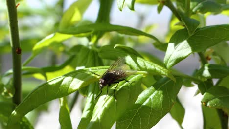 A-fly-walks-on-a-green-leave-and-flies-away-in-slow-motion
