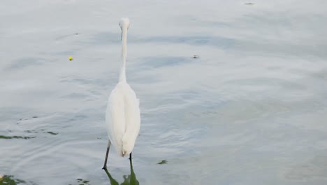 Little-Egret-portrait-in-the-park