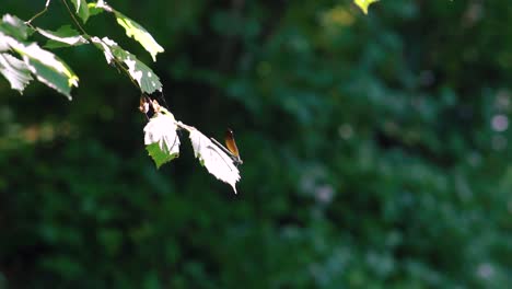 Nahaufnahme-Einer-Goldenen-Libelle,-Die-Auf-Einem-Schilfrohr-Thront,-Und-Ein-Ebenholzfarbener-Juwelenflügel,-Der-In-Zeitlupe-Davonfliegt