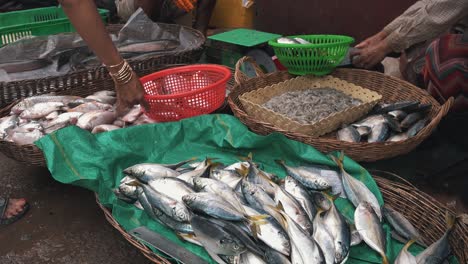 Preparar-Pescado-Para-El-Mercado-Después-De-La-Captura
