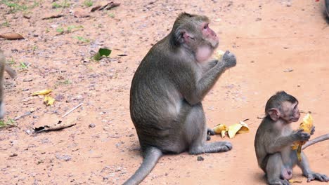 Macaque-Monkeys-Sat-in-the-Dirt-Eating-Bananas
