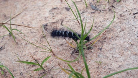 Caterpillar-Crawling-on-a-Blade-of-Grass