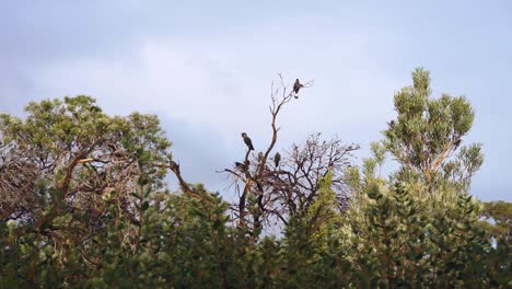 Carnabys-Schwarze-Kakadus-Ernähren-Sich-Von-Einer-Banksia