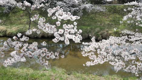 Landschaftsansicht-Des-Sakura-Blumenparks-Mit-Kleinem-Kanal-Im-Frühling,-Volle-Blüte-Der-Sakura-Blumensaison-Tagsüber,-Fukushima-Gebiet-–-Hanami-Blumenbeobachtungssaison-–-4K-UHD-Videofilm
