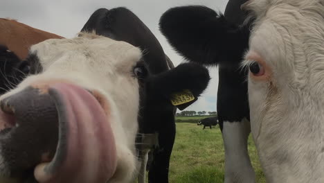 Close-up-of-hungry-cows-being-curious,-slow-motion