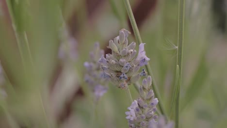 Lavender-flower-background-on-a-breezy-day