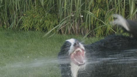 Ein-Australischer-Schäferhund-Spielt-Mit-Einem-Wasserstrahl-Im-Garten