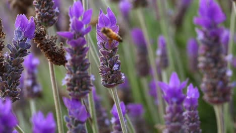 Biene-Auf-Lavendelpflanze-Makroaufnahme
