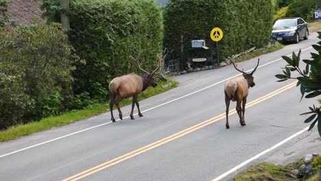 Elk-with-antlers-on-road-in-small-town-Canada
