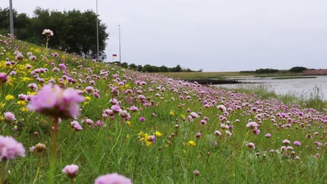 Wind-Weht-In-Einem-Feld-Aus-Violetten-Blumen-Am-Meer-Und-Möwen-Ziehen-Im-Hintergrund-Vorbei,-Statische-Zeitlupenaufnahmen
