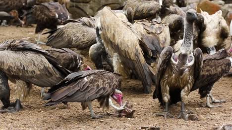 Vultures-feasting-on-bones-in-Hoedspruit-South-Africa