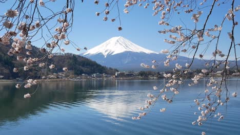 Natürliche-Landschaftsansicht-Des-Fuji-Vulkanbergs-Mit-Dem-Kawaguchi-See-Im-Vordergrund-Mit-Sakura-Kirschblüten-Blumenbaum-Und-Wind-–-4K-UHD-Videofilmmaterial-Kurz