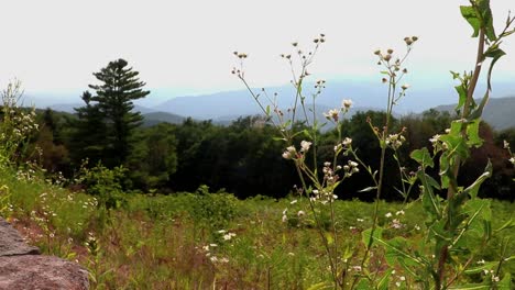 Weiter-Blick-Auf-Die-Blue-Ridge-Mountains-Und-Das-Shenandoah-Tal-Hinter-Einer-Blumenreichen-Wiese-Und-Einer-Gestapelten-Steinmauer