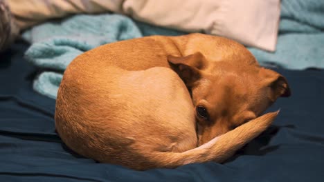 Niedlicher-Chihuahua-Welpenhund-Unter-Der-Decke-Enthüllt-Und-Wedelt-Mit-Dem-Schwanz,-Weicher-Fokus