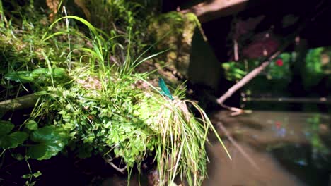 Nahaufnahme-Einer-Glänzenden-Blauen-Libelle-Auf-Einem-Ast,-Ein-Ebenholzfarbener-Juwelenflügel,-Der-In-Zeitlupe-Flügel-Ausbreitet