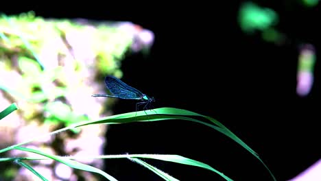 Close-up-of-a-blue-dragonfly-perched-on-reed,-Ebony-Jewelwing-spreading-beautiful-wings-in-slowmotion