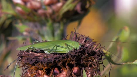 A-close-up-shot-of-a-green-great-grasshopper-sitting-on-a-dried-brown-flower-shaken-by-the-wind