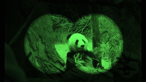 Slow-Motion---Viewing-the-Giant-Panda-of-San-Diego-Zoo-through-green-binoculars