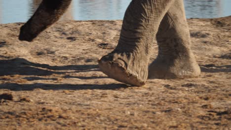 Tracking-elephant-feet-as-they-are-walking-around