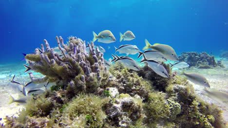 a-flock-of-white-fishes-with-black-stripe-floats-at-reef