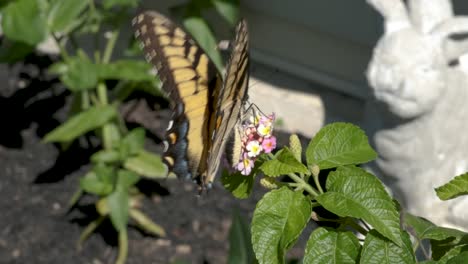 A-yellow-butterfly-perched-on-a-single-flower-to-pollinate