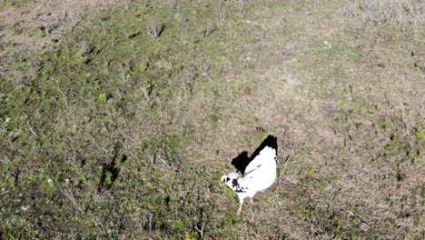 Aerial-view-of-a-cow-in-the-field-on-a-sunny-day