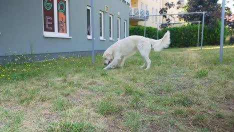 First-person-view-of-owner-playing-toss-with-his-white-dog,-handheld-shake