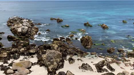 Niedliche-Seehunde-Sitzen-Auf-Einem-Felsen-In-Monterey-Bay,-Kalifornien
