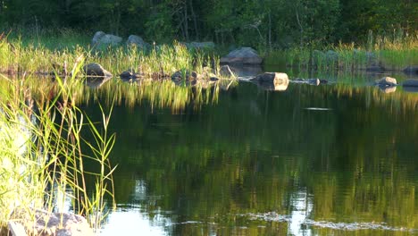 Calm-lull-water-at-sunset,-fishes-eating-insects-from-the-surface-of-a-forest-pond