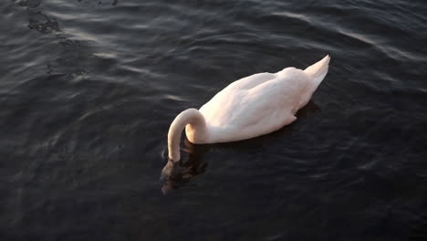 Un-Cisne-Nadando-En-Slomotion