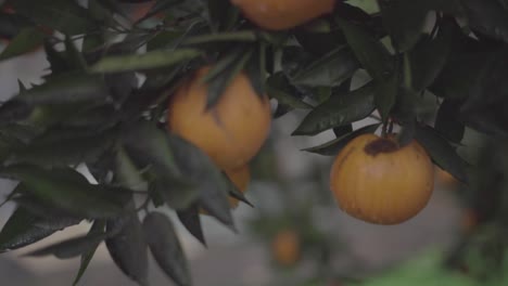 Orange-tree-on-the-reain