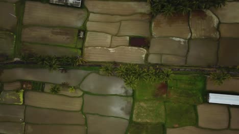 Bird's-Eye-Drone-shot-over-some-flooded-Rice-Terraces-in-Bali,-Indonesia
