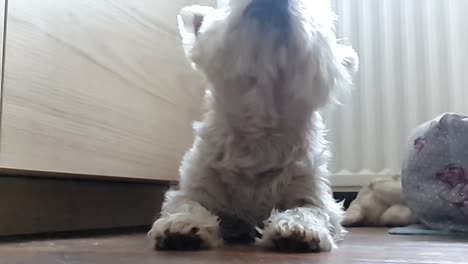 Süßer-Hund-West-Highland-Terrier,-Der-Im-Haus-In-Ultrazeitlupe-Seine-Ohren-Abschüttelt