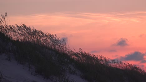 Sea-oats-and-sand-dunes-silhouetted-by-early-morning-sunrise-on-bird-island,-south-of-Sunset-Beach,-NC
