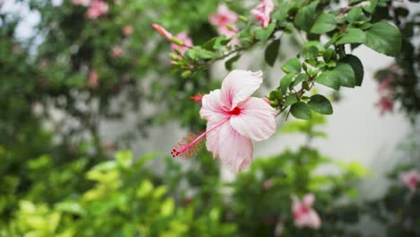 Rosa-Blühender-Hibiskus,-Der-Im-Wind-Fließt