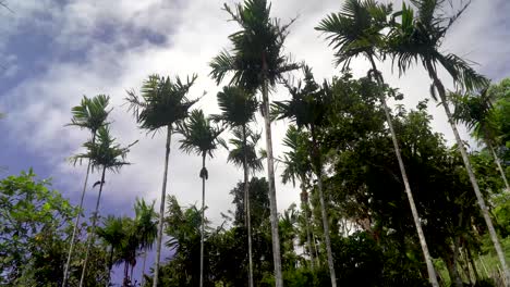 Low-angle-static-view-of-areca-palm-trees,-blue-sky-and-white-clouds