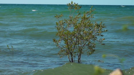 A-tree-with-the-base-completely-submerged-under-water-due-to-unusually-high-tides-in-slow-motion
